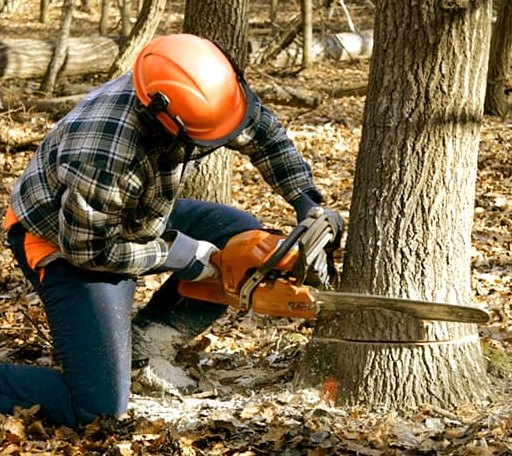Tree Removal in Fordoche, LA